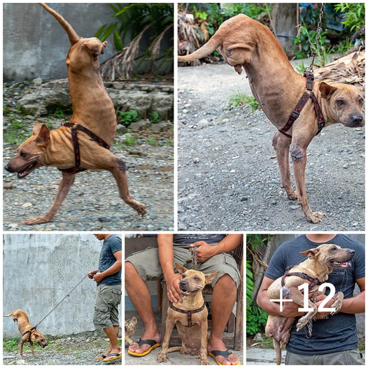 Due to her caring owner, a dog born without hind legs has mastered the art of balancing adeptly on her front legs, demonstrating remarkable resilience and adaptability.