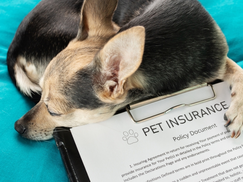 The Best Pet Insurance for 2025: A Comprehensive Guide