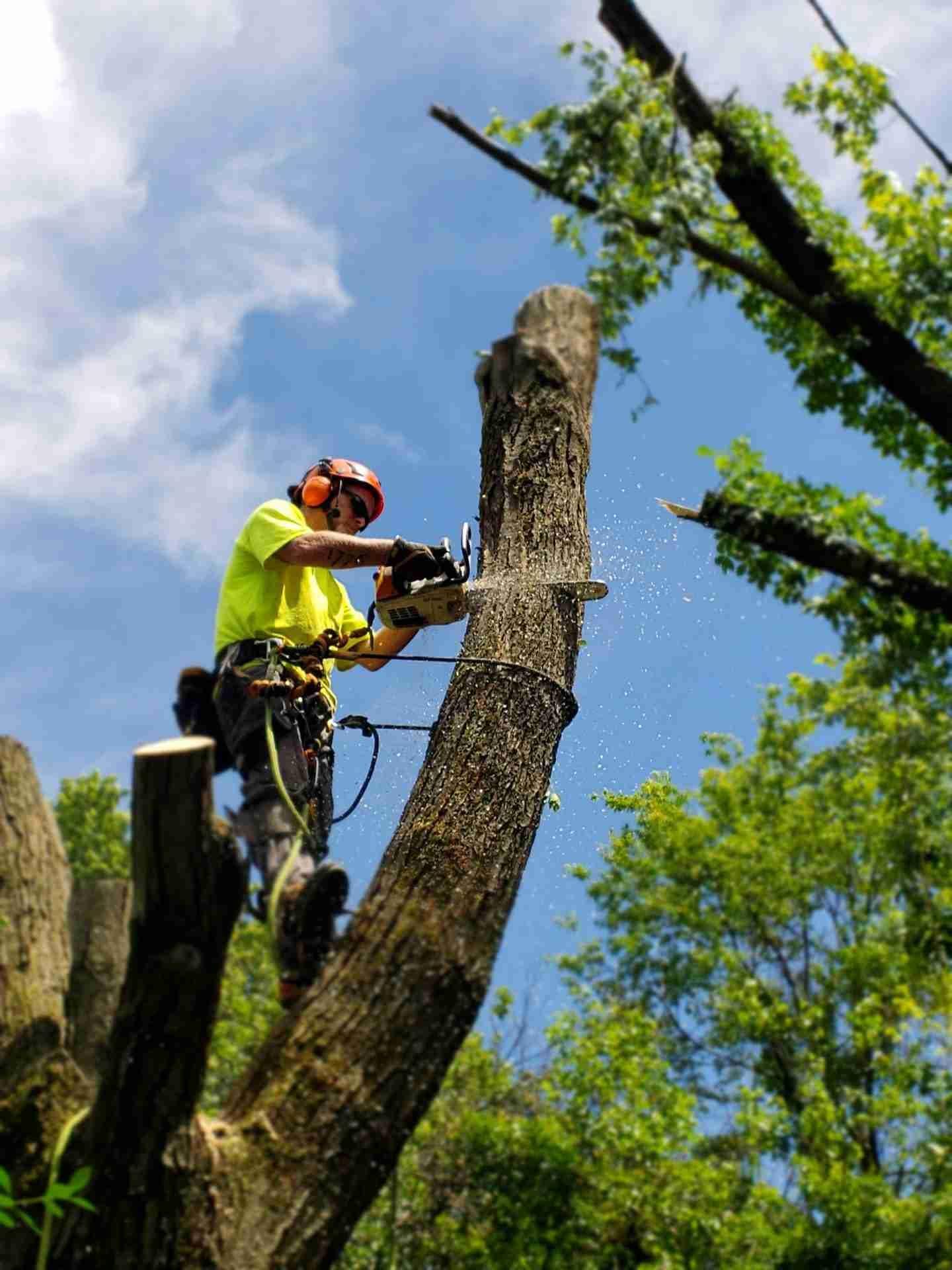 Factors That Affect the Cost of Tree Removal
