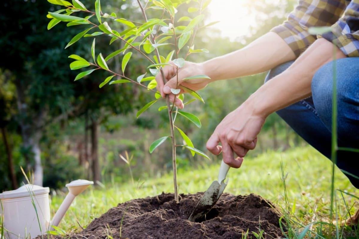 Tree Planting Services: Cost and Benefits