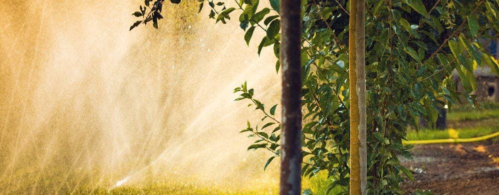 Eco-Friendly Tree Services: Saving Money and the Environment